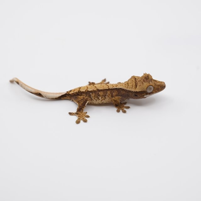 노멀 트라이 익스트림할리퀸