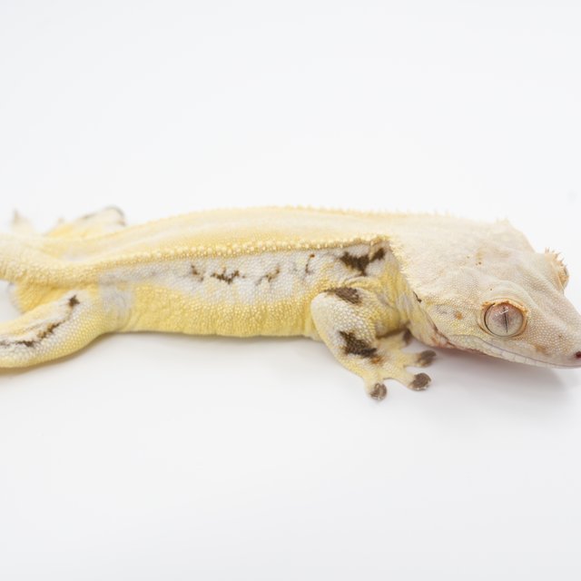 릴리화이트 풀핀 솔리드백