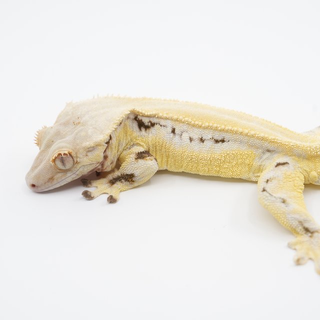 릴리화이트 풀핀 솔리드백