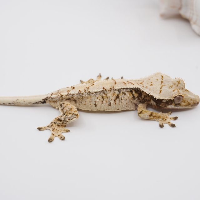 노멀 트라이 익스트림할리퀸 드리피 화이트스팟