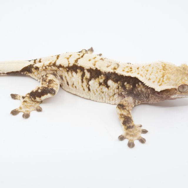 노멀 트라이 화이트스팟