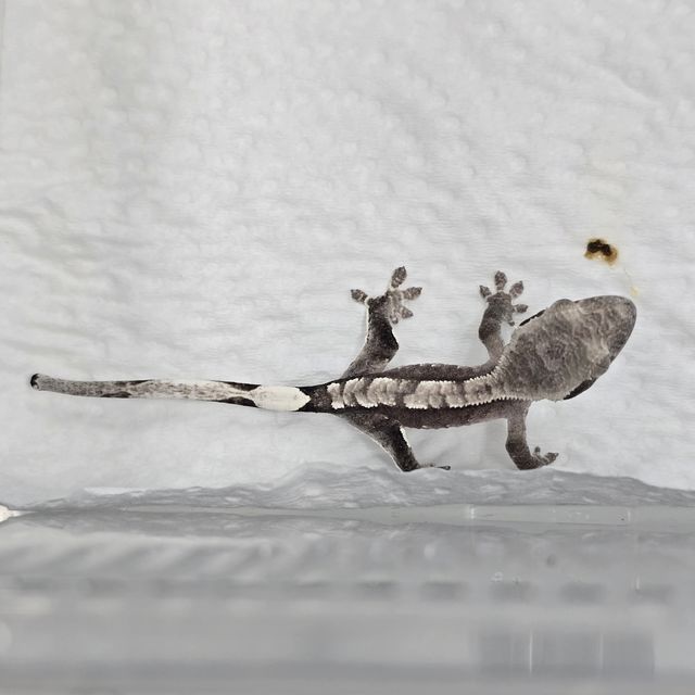 아잔틱