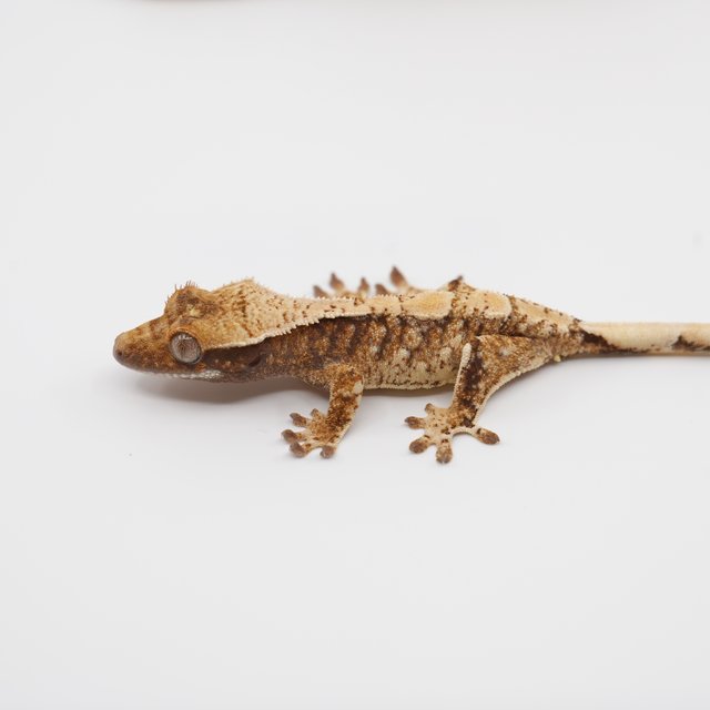 노멀 트라이 익스트림할리퀸