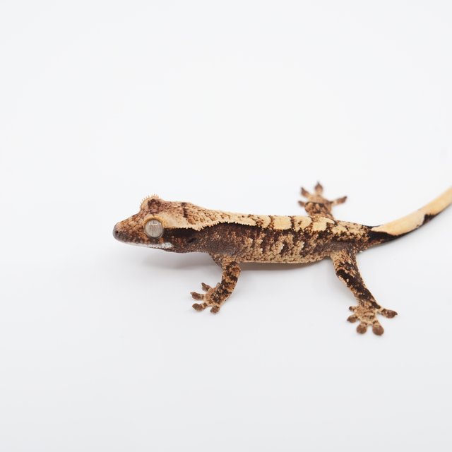 노멀 트라이 익스트림할리퀸