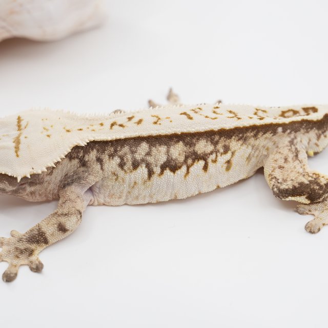 노멀 트라이 쿼드