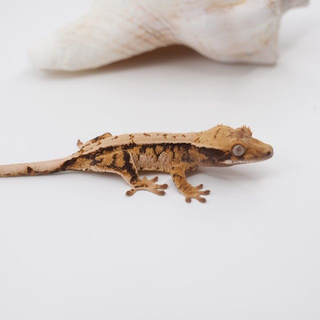 노멀 트라이 익스트림할리퀸