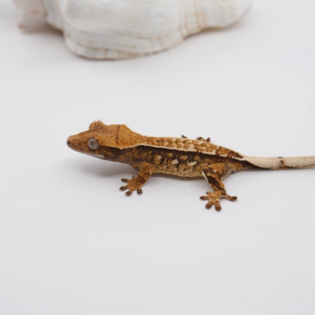 노멀 트라이 익스트림할리퀸