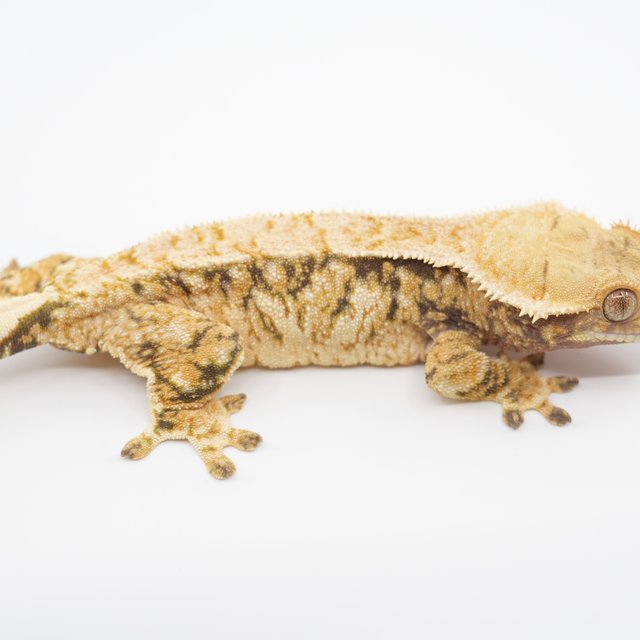 노멀 트라이 익스트림할리퀸