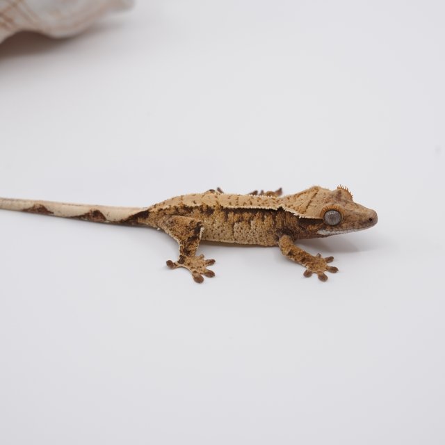 노멀 트라이 익스트림할리퀸