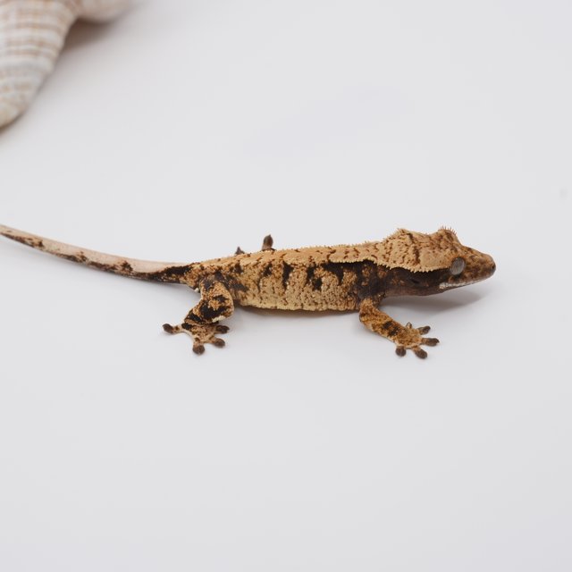 노멀 트라이 익스트림할리퀸