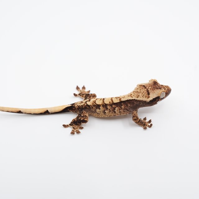 노멀 트라이 익스트림할리퀸