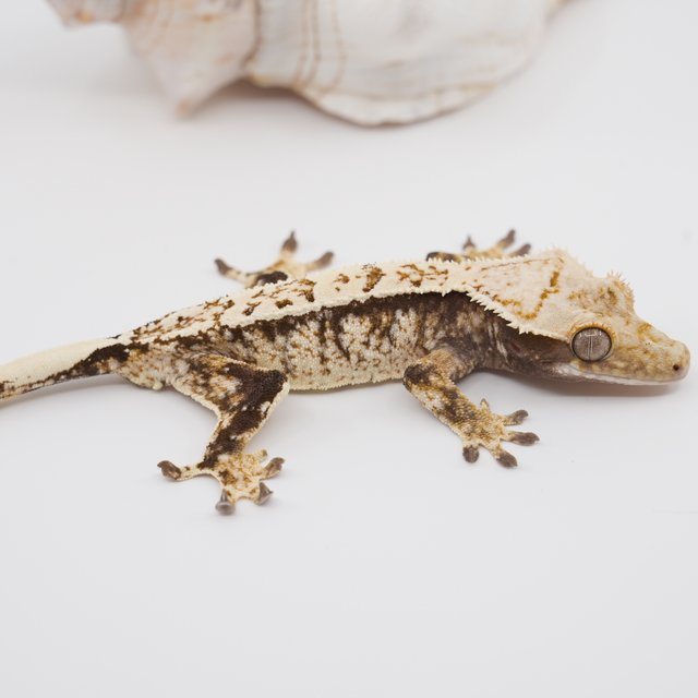 노멀 트라이 익스트림할리퀸