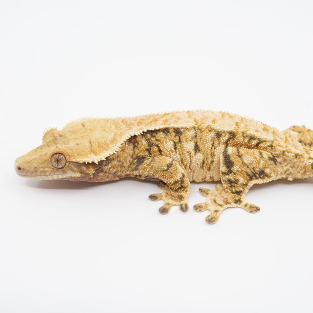 노멀 트라이 익스트림할리퀸