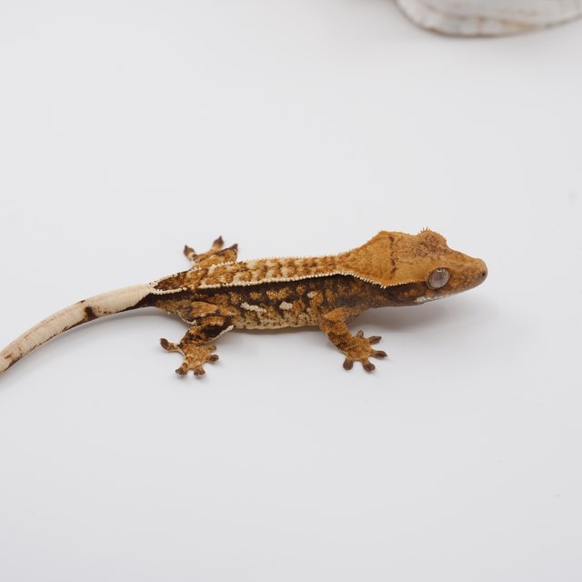 노멀 트라이 익스트림할리퀸