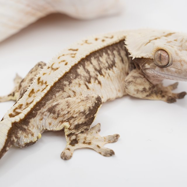 노멀 트라이 쿼드