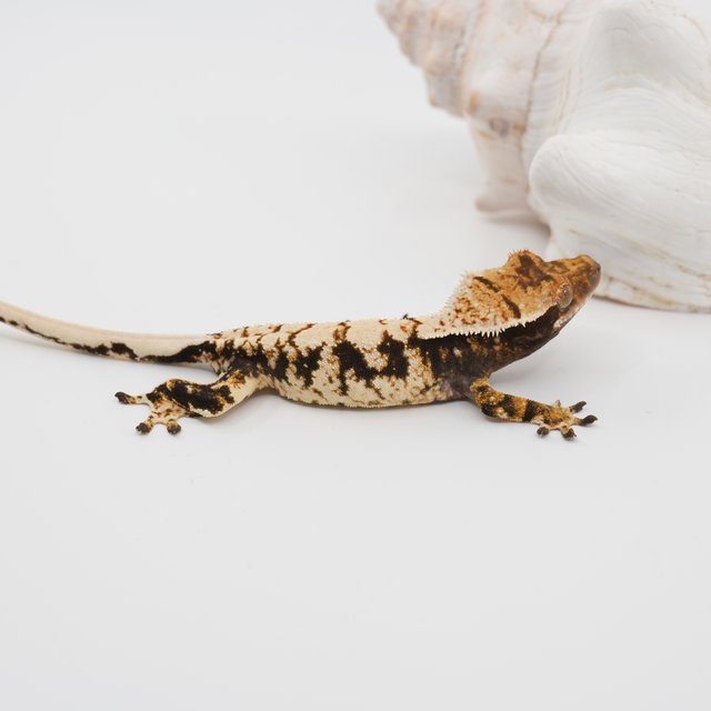 노멀 트라이 익스트림할리퀸