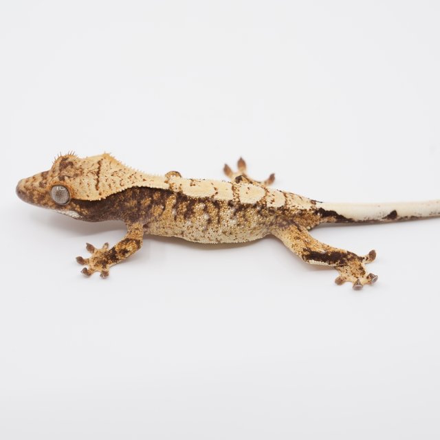 노멀 트라이 익스트림할리퀸