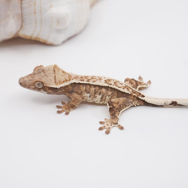 노멀 트라이 익스트림할리퀸