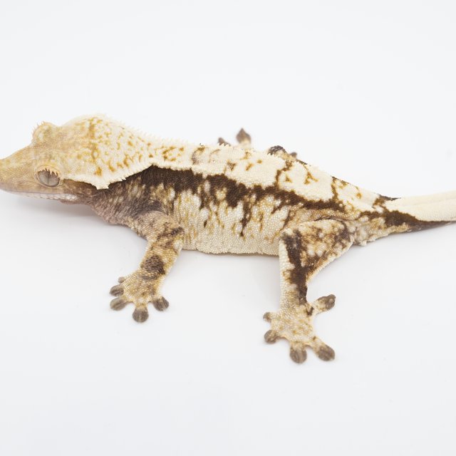 노멀 트라이 화이트스팟