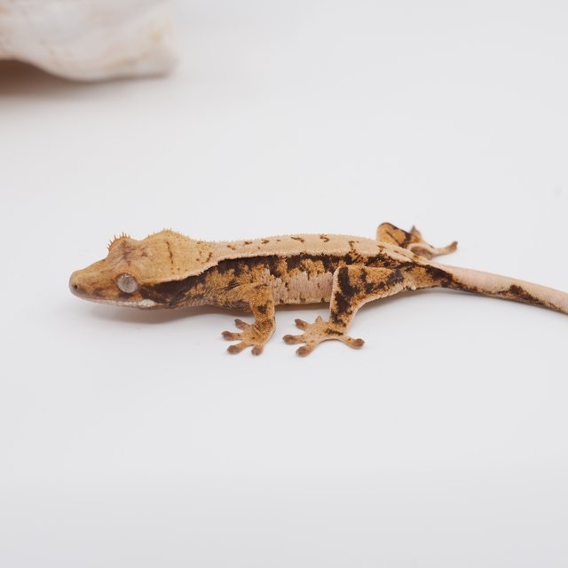 노멀 트라이 익스트림할리퀸