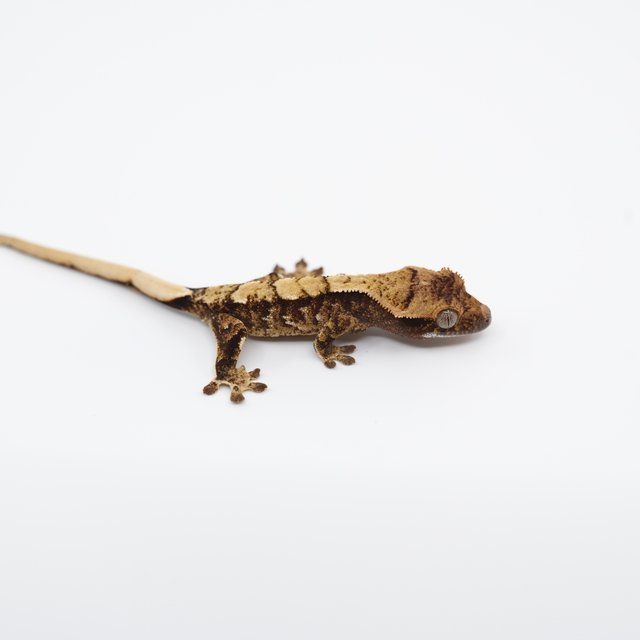 노멀 트라이 익스트림할리퀸