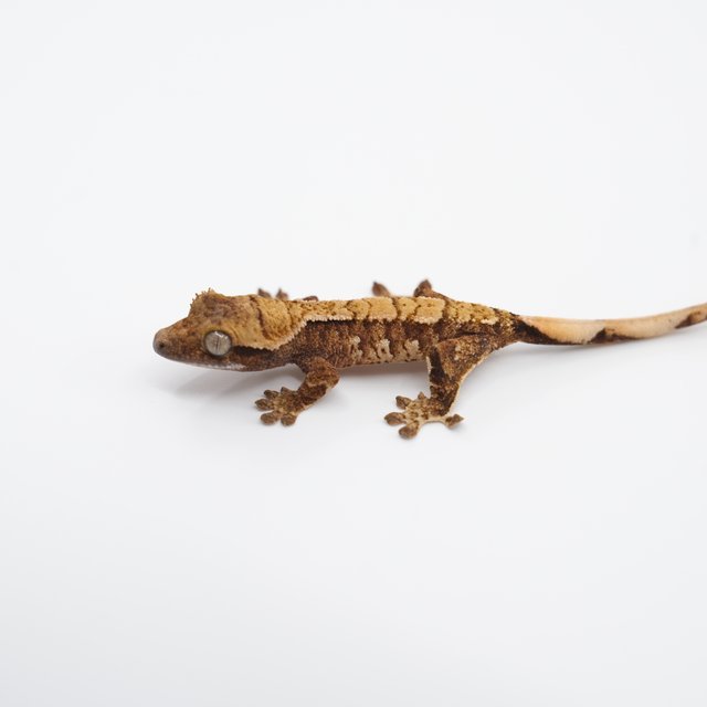 노멀 트라이 익스트림할리퀸