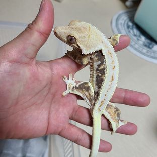 백릴이