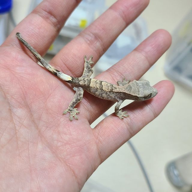 카푸치노