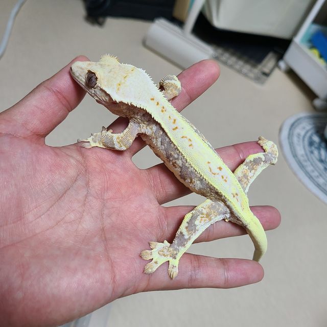 릴리화이트