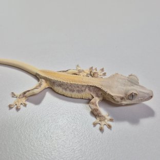 릴리화이트 솔리드백 풀핀