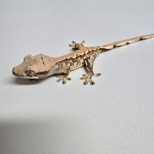 노멀 익스트림할리퀸