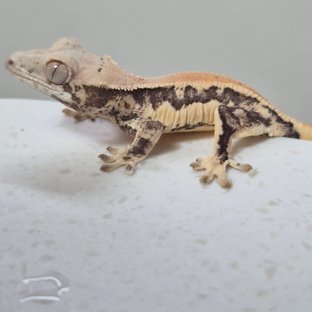 릴리화이트 쿼드 풀핀