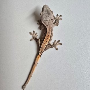 익스트림할리퀸