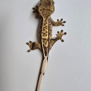 카푸치노 트라이