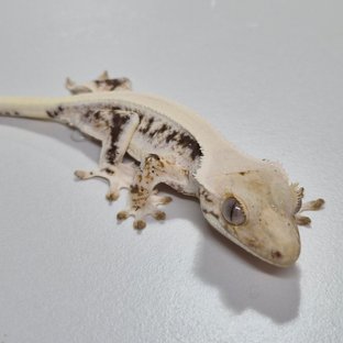 릴리화이트 트라이 풀핀