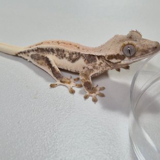 릴리화이트 쿼드 풀핀