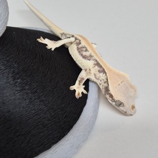 릴리화이트 쿼드 풀핀 드리피