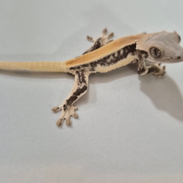 릴리화이트 풀핀 솔리드백