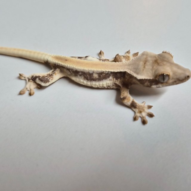 릴리화이트 솔리드백 풀핀 화이트핀