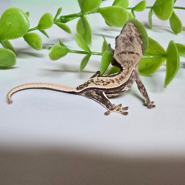 노멀 쿼드 풀핀 트라이