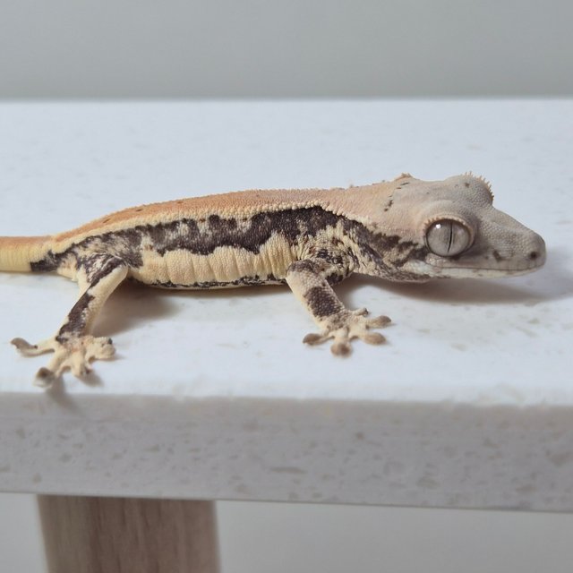 릴리화이트 쿼드 풀핀