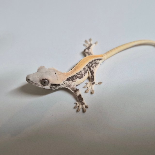 릴리화이트 풀핀 솔리드백