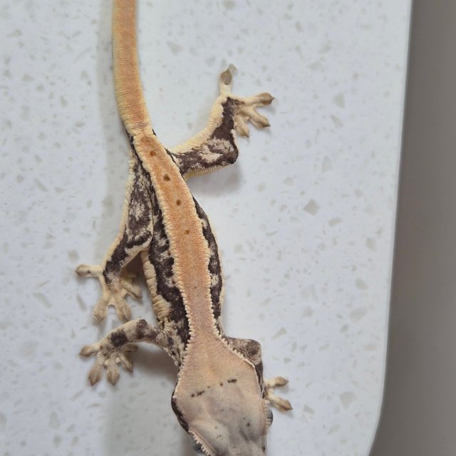 릴리화이트 쿼드 풀핀