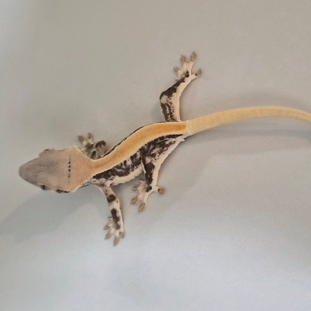 릴리화이트 풀핀 솔리드백