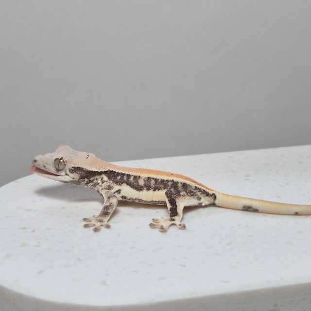 릴리화이트 쿼드 풀핀