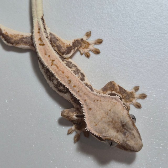 릴리화이트 쿼드 풀핀