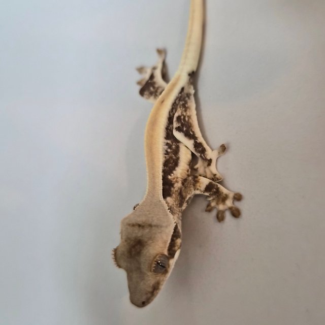 릴리화이트 솔리드백 풀핀 화이트핀