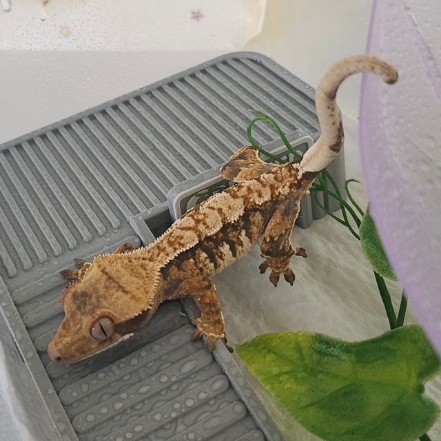 트라이 익스트림할리퀸