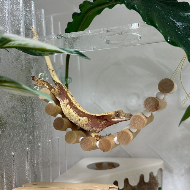 레드 쿼드