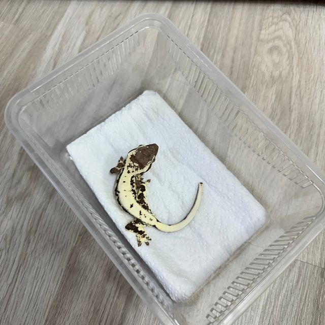 프라푸치노